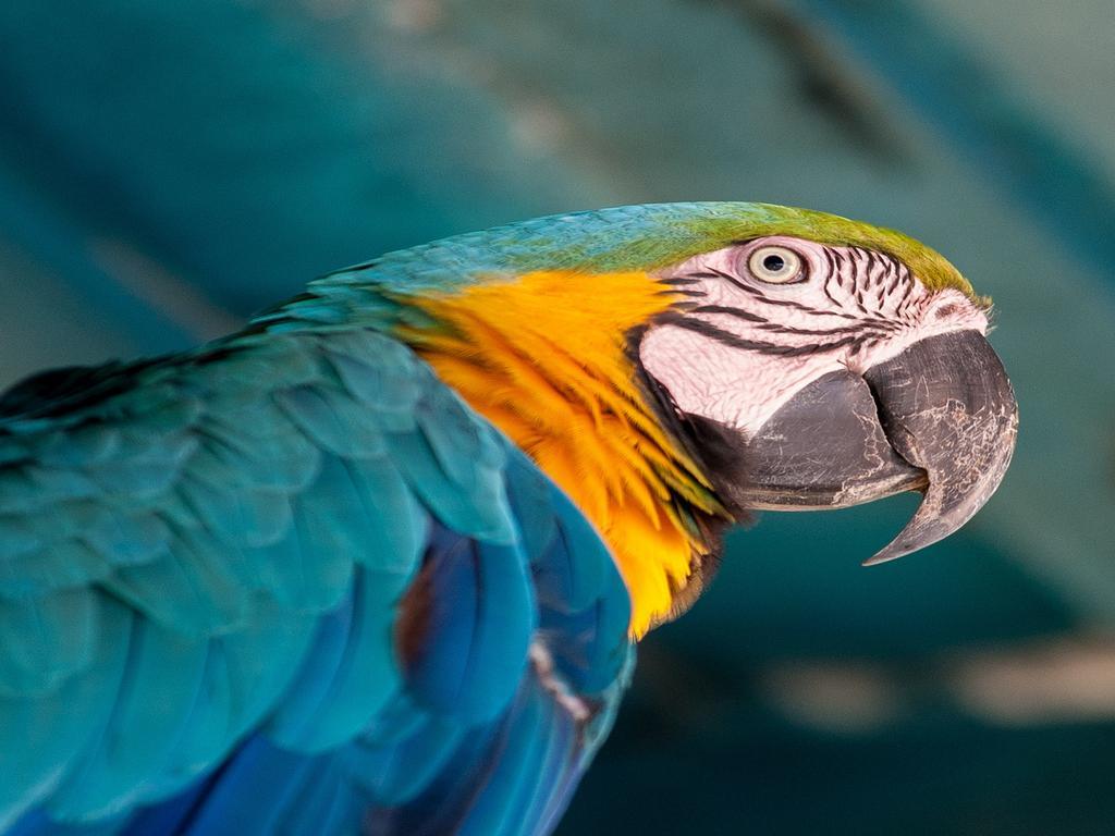 Hotel Tropical Manaus Eksteriør billede Blue and yellow macaw