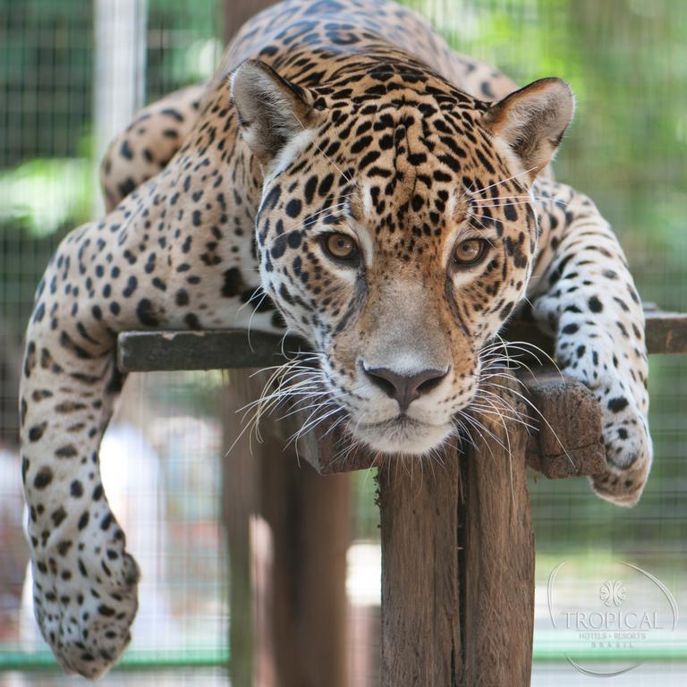 Hotel Tropical Manaus Eksteriør billede Jaguar
